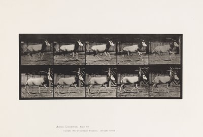 Tallrik 680. Orex; Galopperande av Eadweard Muybridge