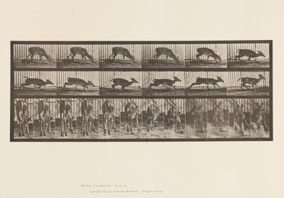 Tallrik 681. Virginia Deer; (Inga horn) Buck Walking av Eadweard Muybridge