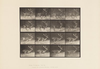 Tavla 682. Träda; Bock; A, Trav; B, Galopperande av Eadweard Muybridge