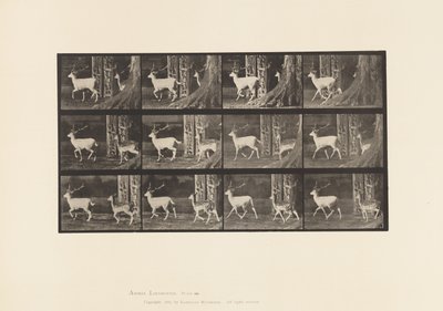 Tavla 685. Dovhjort; Buck and Doe; Trav av Eadweard Muybridge