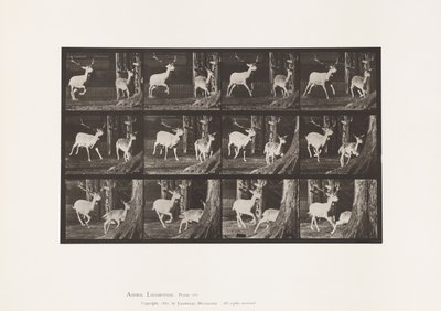 Tavla 686. Dovhjort; Buck and Doe; Galopperande av Eadweard Muybridge