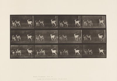 Tavla 687. Dovhjort; Buck and Group of Does; Galopperande av Eadweard Muybridge