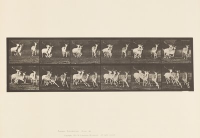Tavla 688. Dovhjort; Buck and Group of Does; Galopperande av Eadweard Muybridge