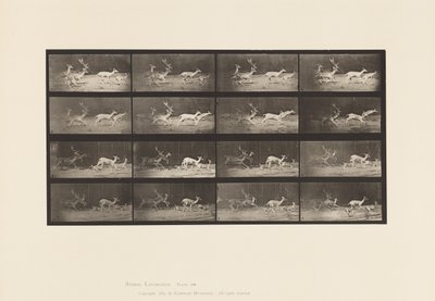 Tavla 689. Dovhjort; A, B, Buck och Group of Does; Galopperande av Eadweard Muybridge