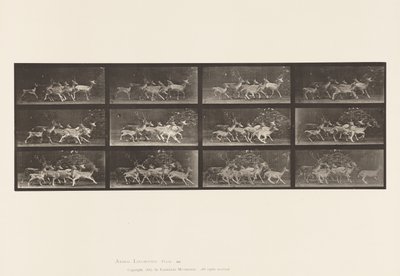 Tavla 690. Dovhjort; Buck and Group of Does; Olika rörelser av Eadweard Muybridge
