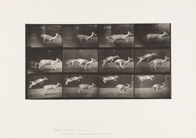 Tavla 691. Dovhjort; Hind; Galopperande; och Kid; Hoppar av Eadweard Muybridge