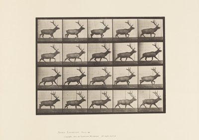 Tavla 692. Älg, Trav av Eadweard Muybridge