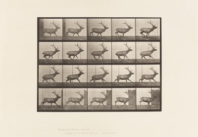 Tavla 693. Älg, Galopperande av Eadweard Muybridge