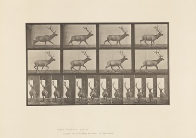 Tavla 694. Älg, Galopperande av Eadweard Muybridge