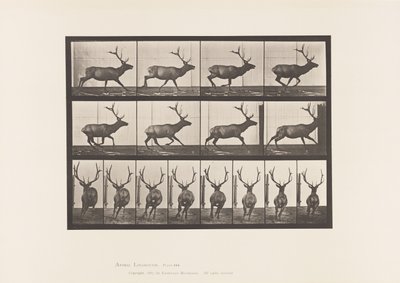 Tavla 695. Älg, Galopperande av Eadweard Muybridge