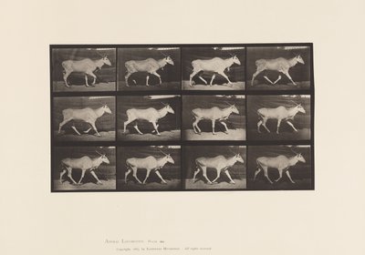 Tavla 696. Eland, Trav av Eadweard Muybridge