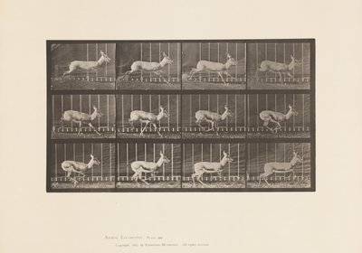 Tallrik 698. Antilop; Galopperande av Eadweard Muybridge