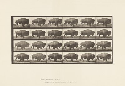 Tallrik 699. Buffel; Gående av Eadweard Muybridge
