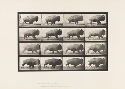 Tallrik 700. Buffel; Galopperande av Eadweard Muybridge