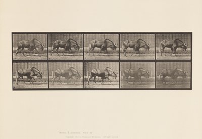 Plåt 701. Gnu; Gående av Eadweard Muybridge