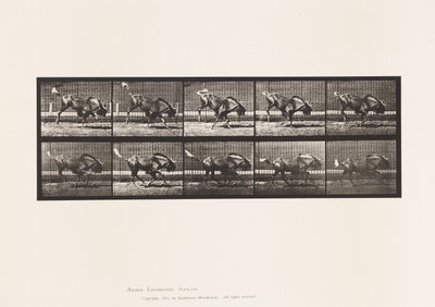 Plåt 702. Gnu; Bucking och galoppering av Eadweard Muybridge