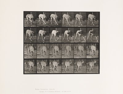 Tallrik 703. Hund; Gående; Avbruten Mastiff-Dread av Eadweard Muybridge