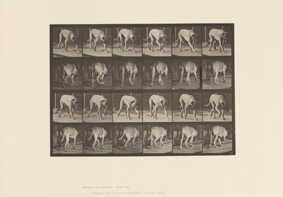 Tavla 704. Hund; Gående; Mastiff av Eadweard Muybridge