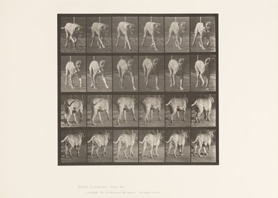 Tallrik 705. Hund; Trav; Mastiff av Eadweard Muybridge