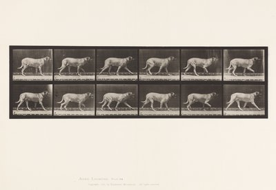 Tallrik 706. Hund; Trav; Mastiff av Eadweard Muybridge