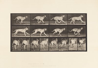 Tavla 707. Hund; Galopperande; Mastiff av Eadweard Muybridge