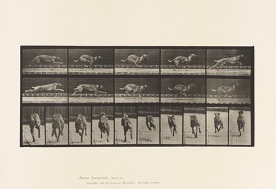 Tallrik 708. Hund; Galopperande; Brun tävlingshund av Eadweard Muybridge