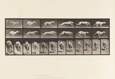 Tallrik 710. Hund; Galopperande; Vit Racing Hound Maggie av Eadweard Muybridge
