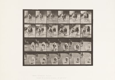 Tallrik 711. Hundar; Två Racing; A, B; Racing Hounds, Ike & Maggie av Eadweard Muybridge