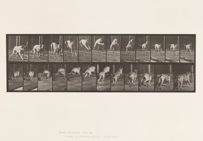 Tallrik 712. Hund; Hoppningshäck; Mastiff, Dread av Eadweard Muybridge