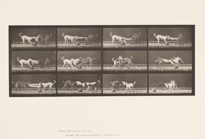 Tallrik 715. Hundar; Tre, dra i en handduk, Ike, Maggie, etc. av Eadweard Muybridge