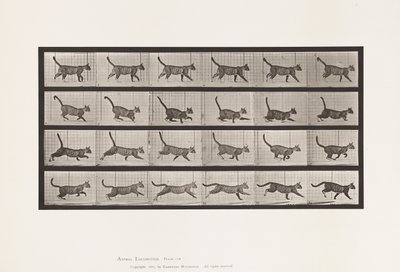 Tallrik 716. Katt; Gå, byt till galopp av Eadweard Muybridge