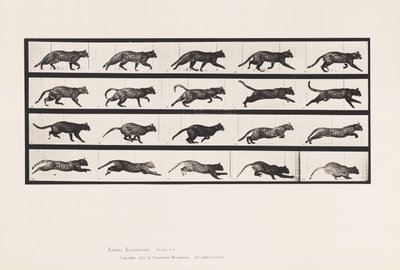Tallrik 717. Katt; Trav; Byt till Galoppering av Eadweard Muybridge