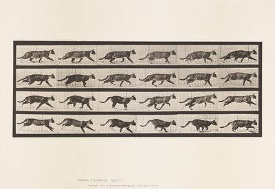 Tallrik 718. Katt; Trav; Byt till Galoppering av Eadweard Muybridge