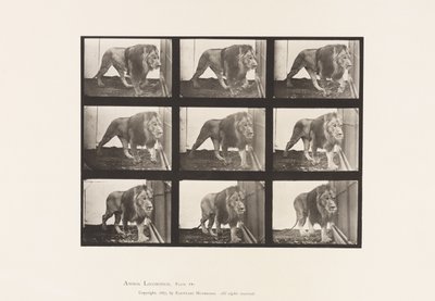 Tallrik 721. Lejon; Gående av Eadweard Muybridge