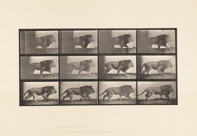 Tallrik 722. Lejon; Gående av Eadweard Muybridge