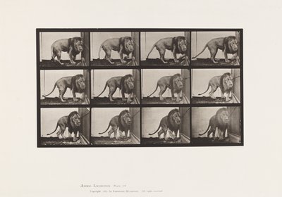 Tavla 723. Lejon; Går, vänder sig om av Eadweard Muybridge