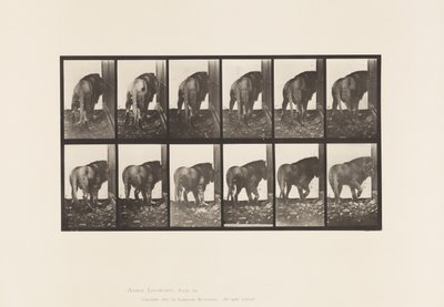 Tavla 724. Lejon; Går, vänder sig om av Eadweard Muybridge