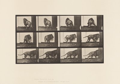 Tallrik 725. Lejon; Går, vänder sig om av Eadweard Muybridge