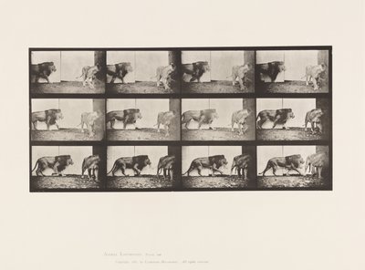 Tavla 726. Lejon och lejoninna; Gående av Eadweard Muybridge