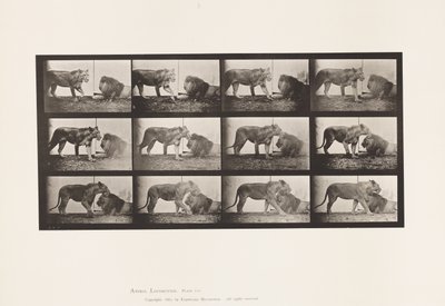 Tavla 727. Lejoninna; Gående; Lejon; Ligger ner av Eadweard Muybridge