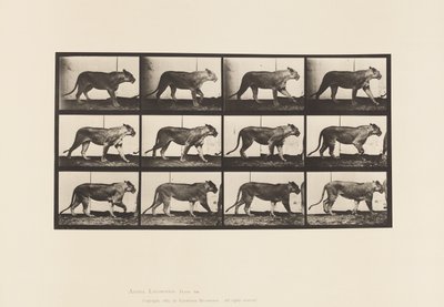 Tavla 728. Lejoninna; Gående; Lejon; Ligger ner av Eadweard Muybridge