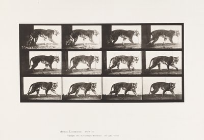 Tavla 729. Tigress; Gående av Eadweard Muybridge