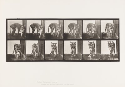 Tallrik 730. Tigress; Gående; Vända sig om av Eadweard Muybridge