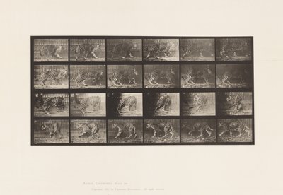 Tallrik 731. Jaquar; A, promenader; B, vända sig om av Eadweard Muybridge