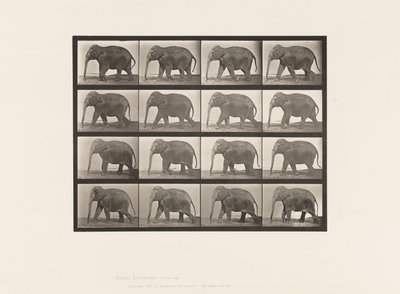 Tallrik 732. Elefant; Gående av Eadweard Muybridge