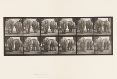 Tallrik 735. Elefanter; Två, promenader av Eadweard Muybridge