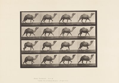 Tavla 736. Egyptisk kamel; Inredning av Eadweard Muybridge