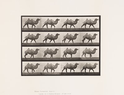 Tavla 737. Bactrian Camel; Gående av Eadweard Muybridge