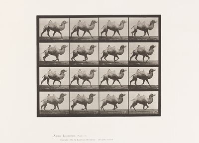 Tavla 738. Bactrian Camel; Inredning av Eadweard Muybridge