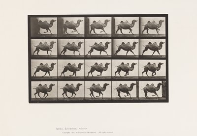 Tavla 739. Bactrian Camel; Galopperande av Eadweard Muybridge